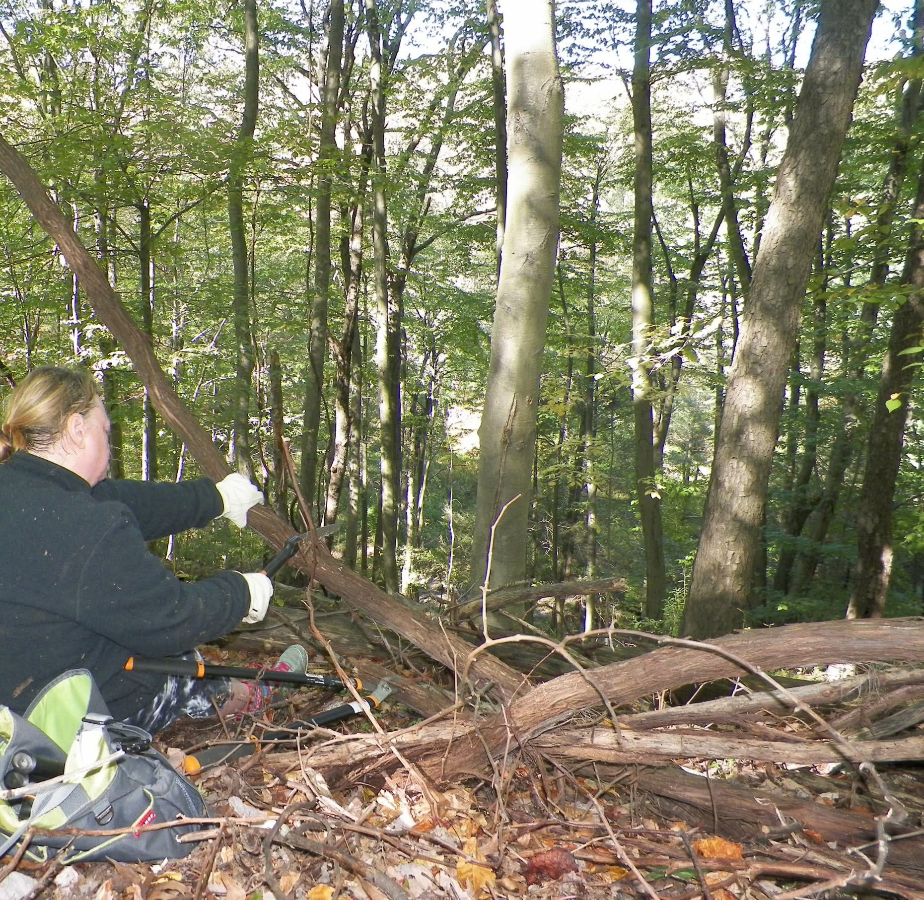 Photo of Jen Ward cutting vines to free the trees